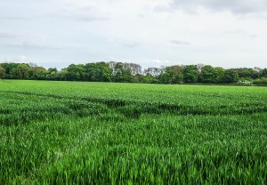 Cheshire farmland